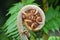 A close-up photo of a new unfurling silver fern frond Cyathea dealbata. It is also known as koruÂ MÄoriÂ word for `loop`.